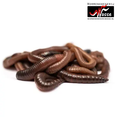 Lumbricus Terrestris – Dauwwormen / Pendelaars - Afbeelding 1
