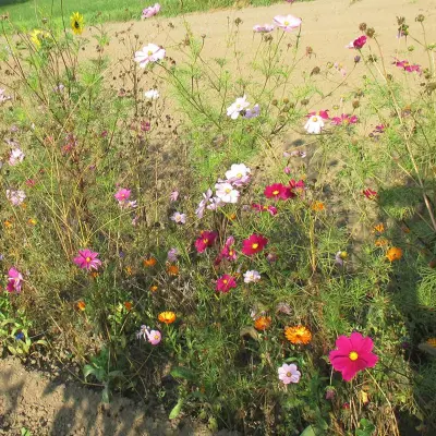 Akkerbloemenmengsel - Afbeelding 1