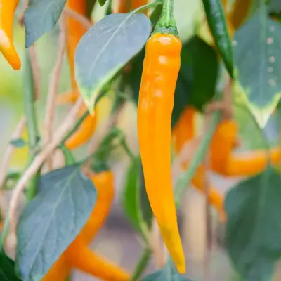 Peper 'Koh Tao' - Afbeelding 1