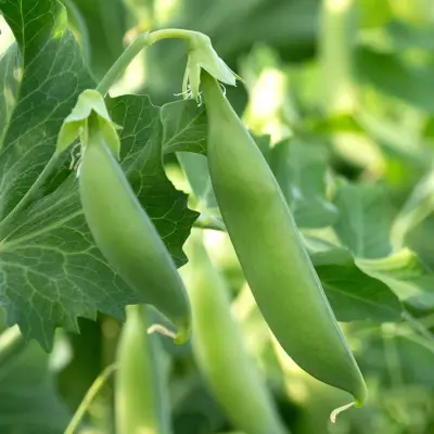 Sugar snap 'Nairobi' - Afbeelding 1