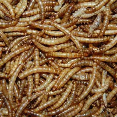 Gedroogde meelwormen uit Nederland - Afbeelding 1