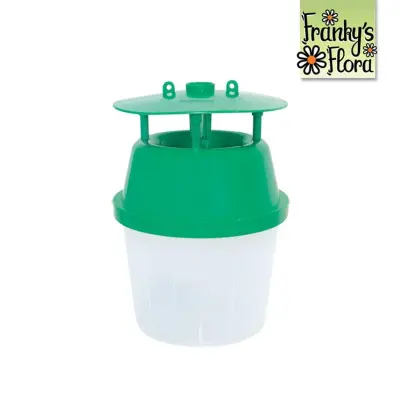 Feromoon val-buxus mot - Afbeelding 1