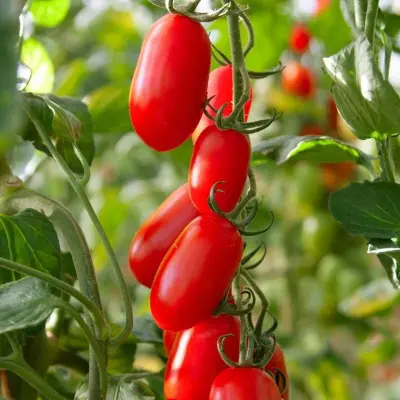 Midi San Marzano-tomaat ‘BOL-T-5505 F1’ - Afbeelding 1
