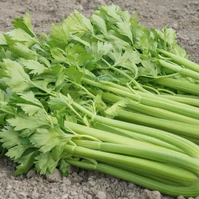 Bleekselderij 'Tango F1' - Afbeelding 1