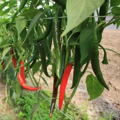 Peper 'Westlandse Lange Rode' - Afbeelding 1