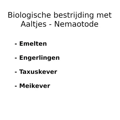 Heterorhabditis bacteriophora - Image 1