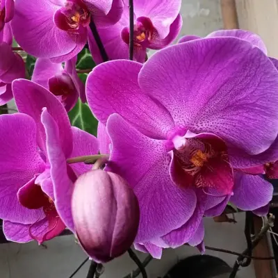 Orchideeëngrond 5 liter - Afbeelding 1