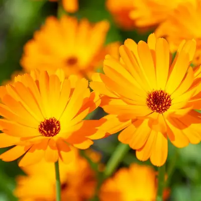 Goudsbloem - Afbeelding 1
