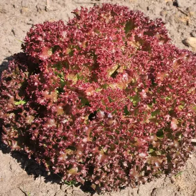 Krulsla 'Lollo Rossa' - Afbeelding 1