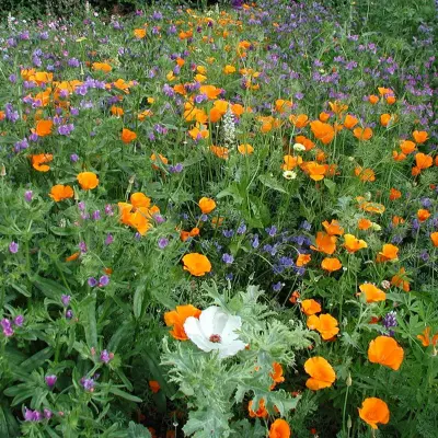 Bloemenmengsel, middelhoog - Afbeelding 1