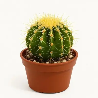 Premium Cactus potgrond - Afbeelding 1
