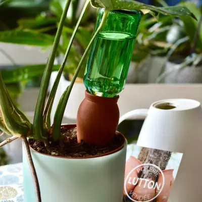 Ollas plantkegel - Afbeelding 1