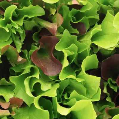 Mesclun 'Puur Sla' - Afbeelding 1