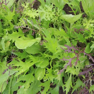 Mesclun 'Aziatisch' - Afbeelding 1
